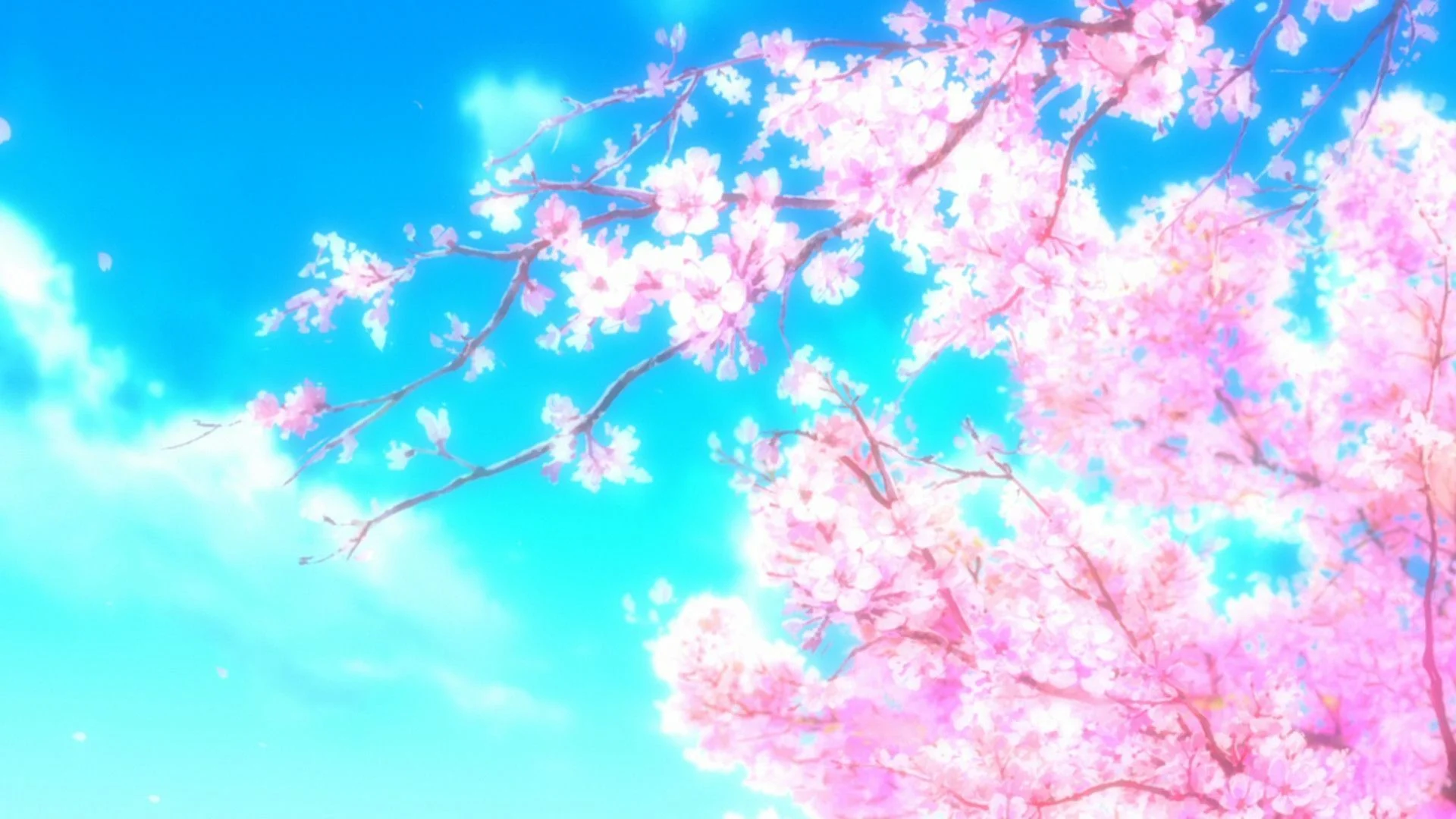 Background hoa anh đào Anime