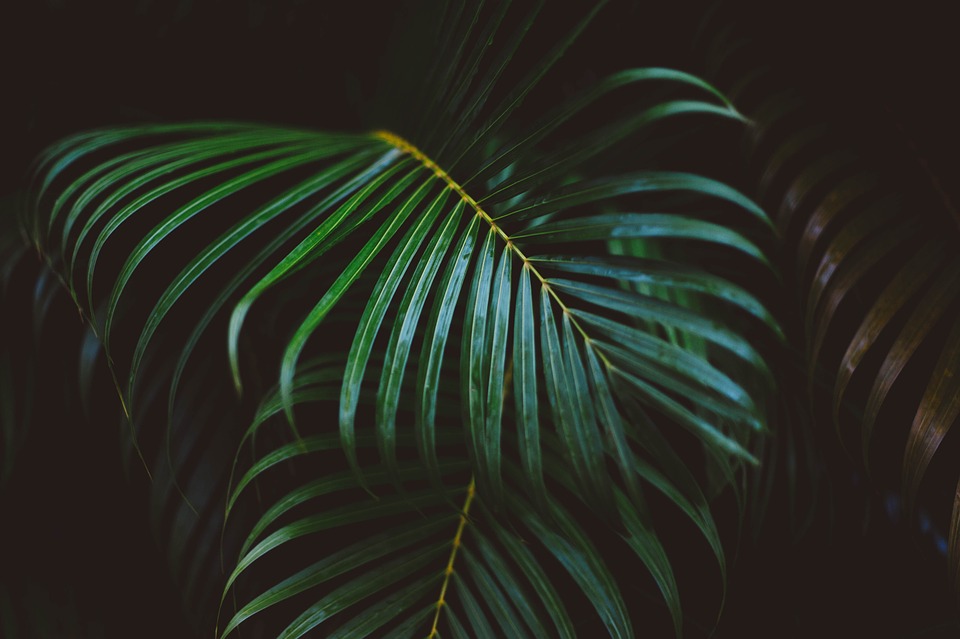 Background lá cây dừa