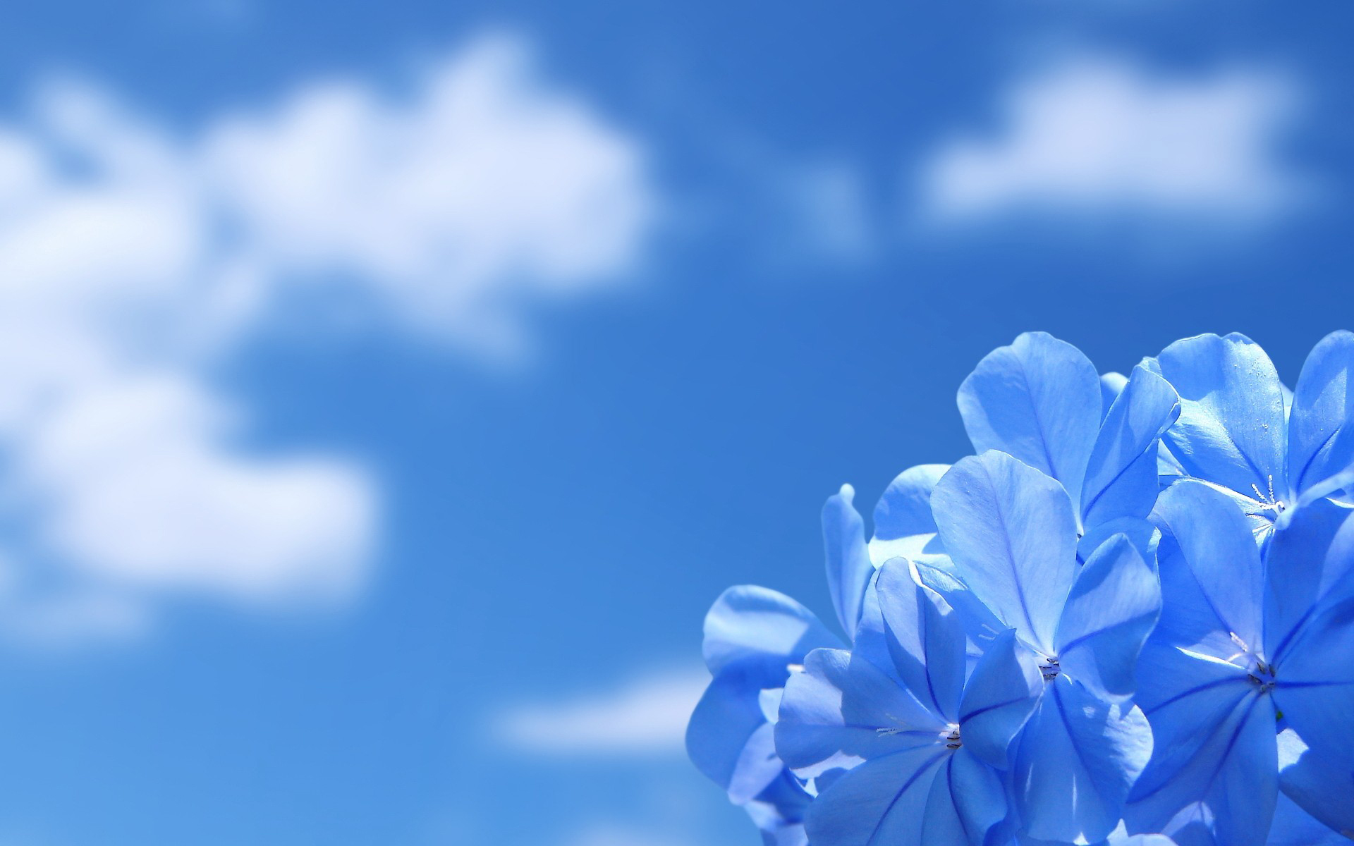Hình nền hoa xanh dương