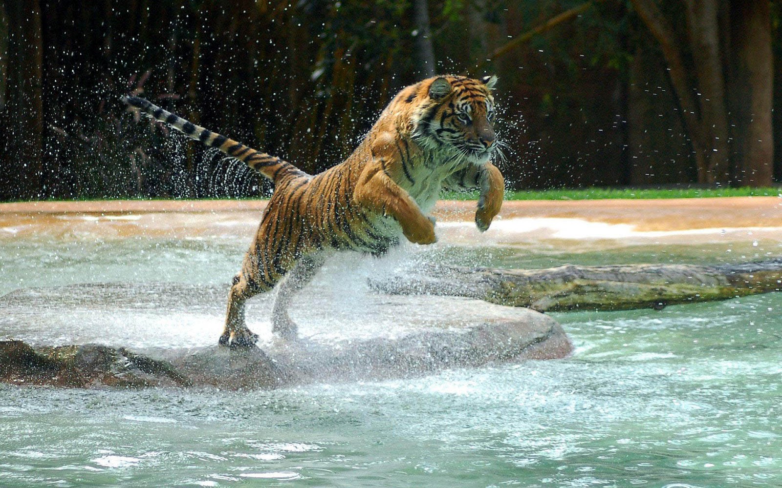 Ảnh con hổ đang nhảy cực đẹp