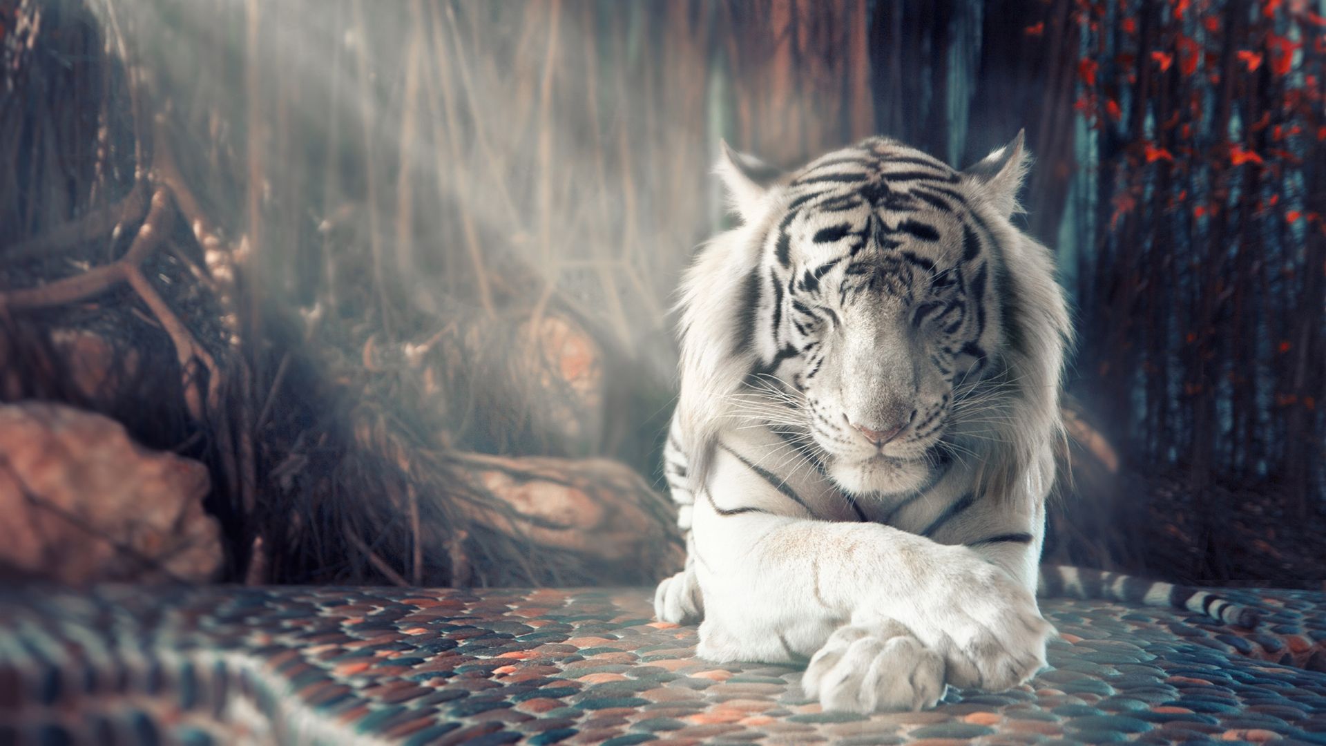 Ảnh con hổ trắng đẹp