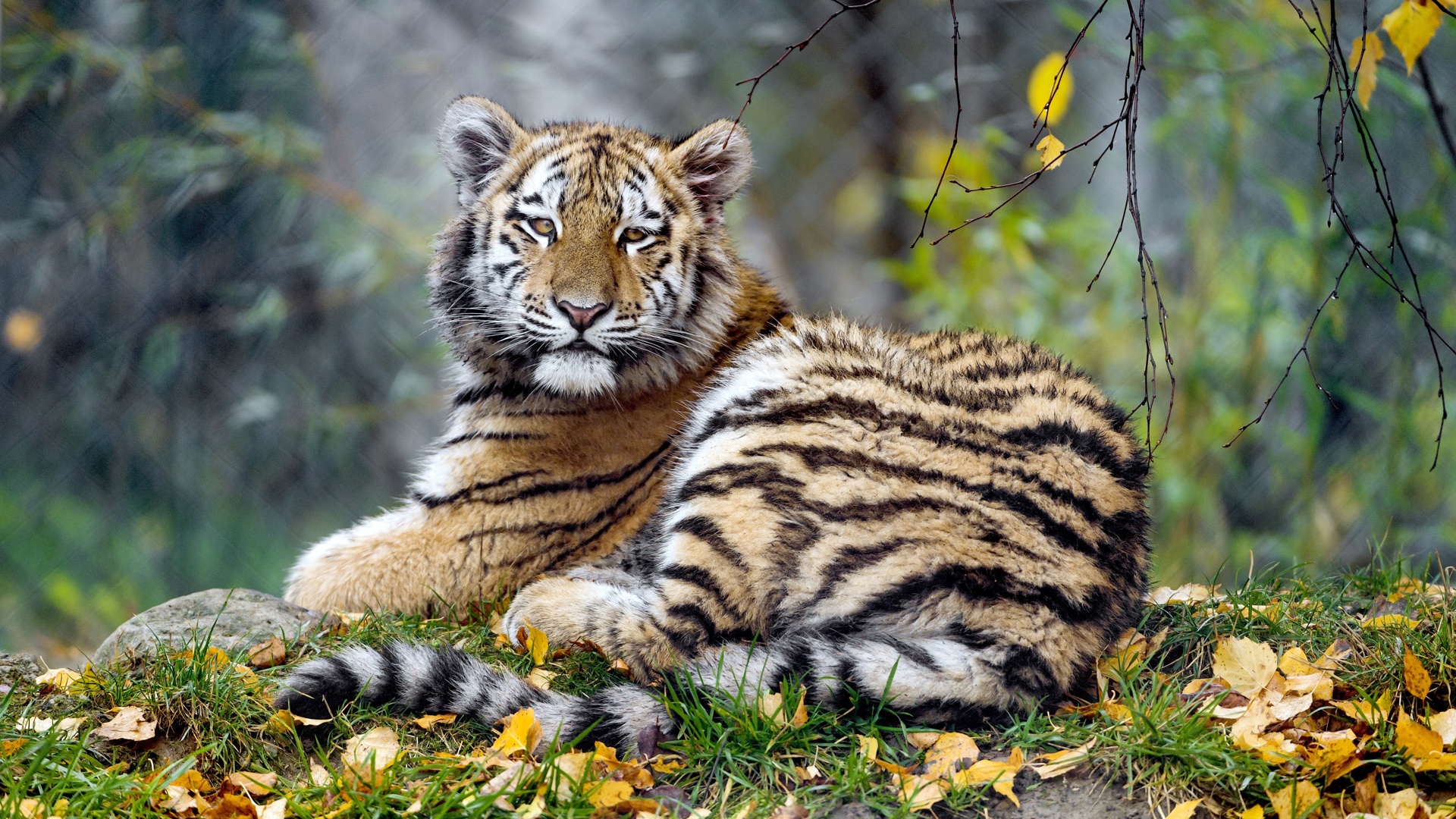 Hình ản những con hổ trong tự nhiên