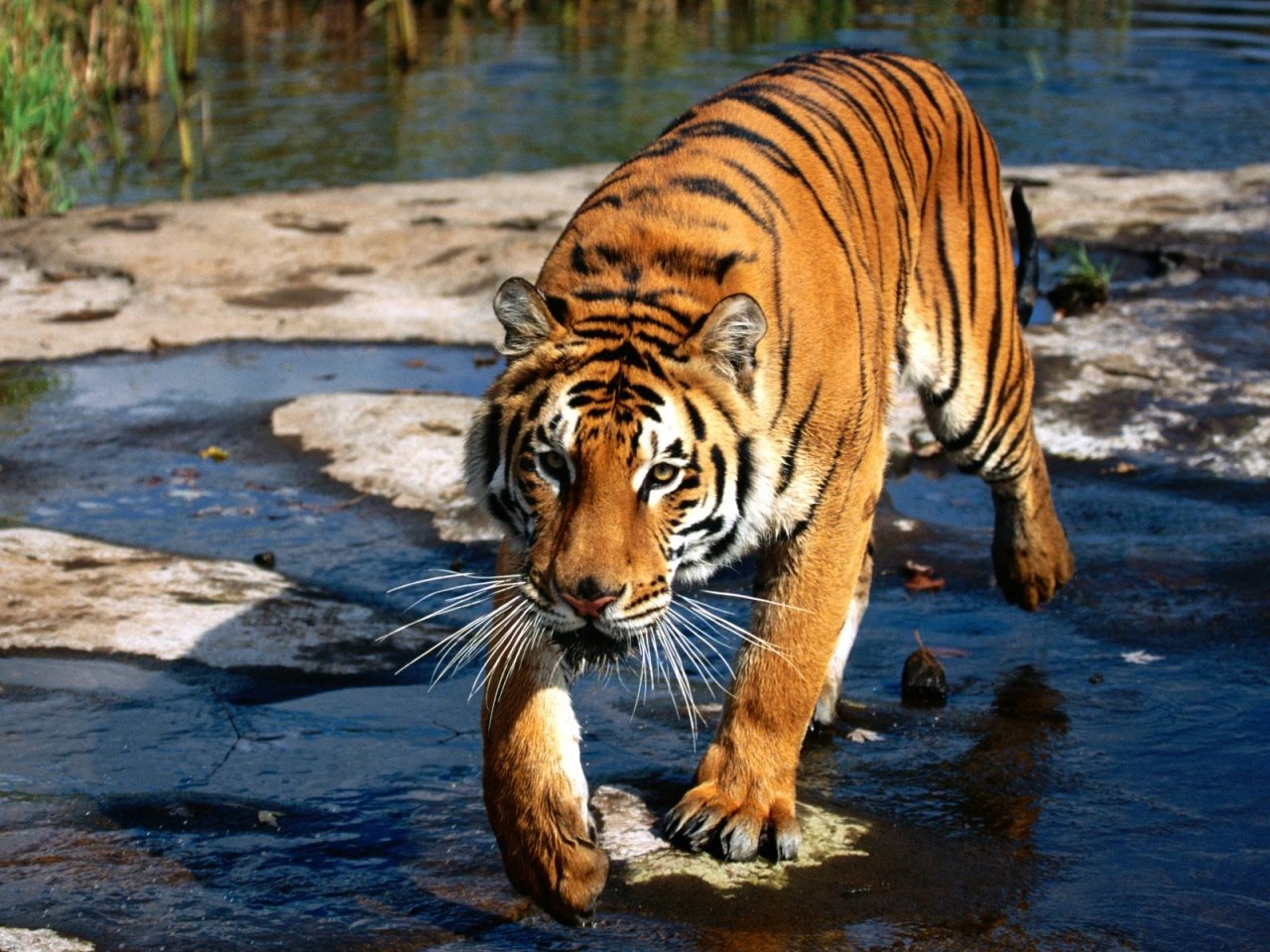 Hình ảnh con hổ đang bước đi