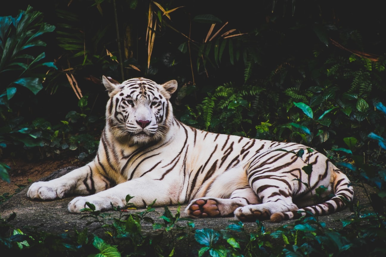 Hình ảnh con hổ đang nằm đẹp nhất