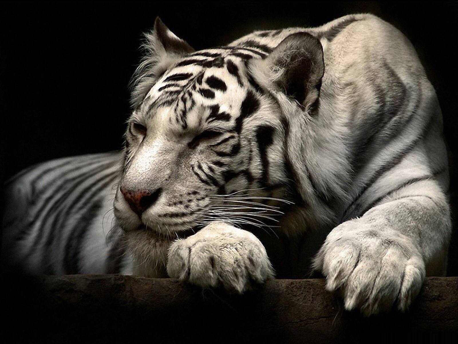Hình ảnh con hổ đang ngủ