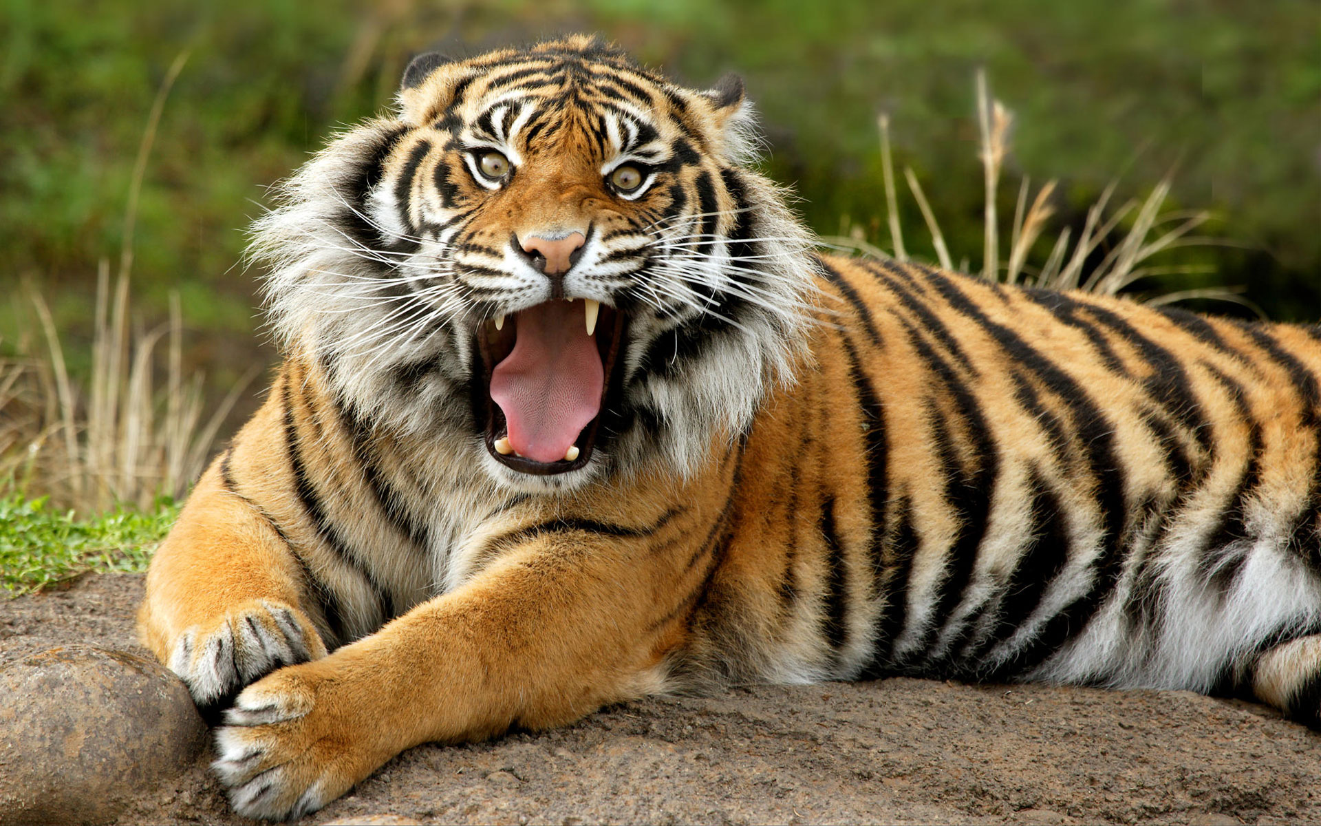 Hình ảnh con hổ đẹp, dũng mãnh