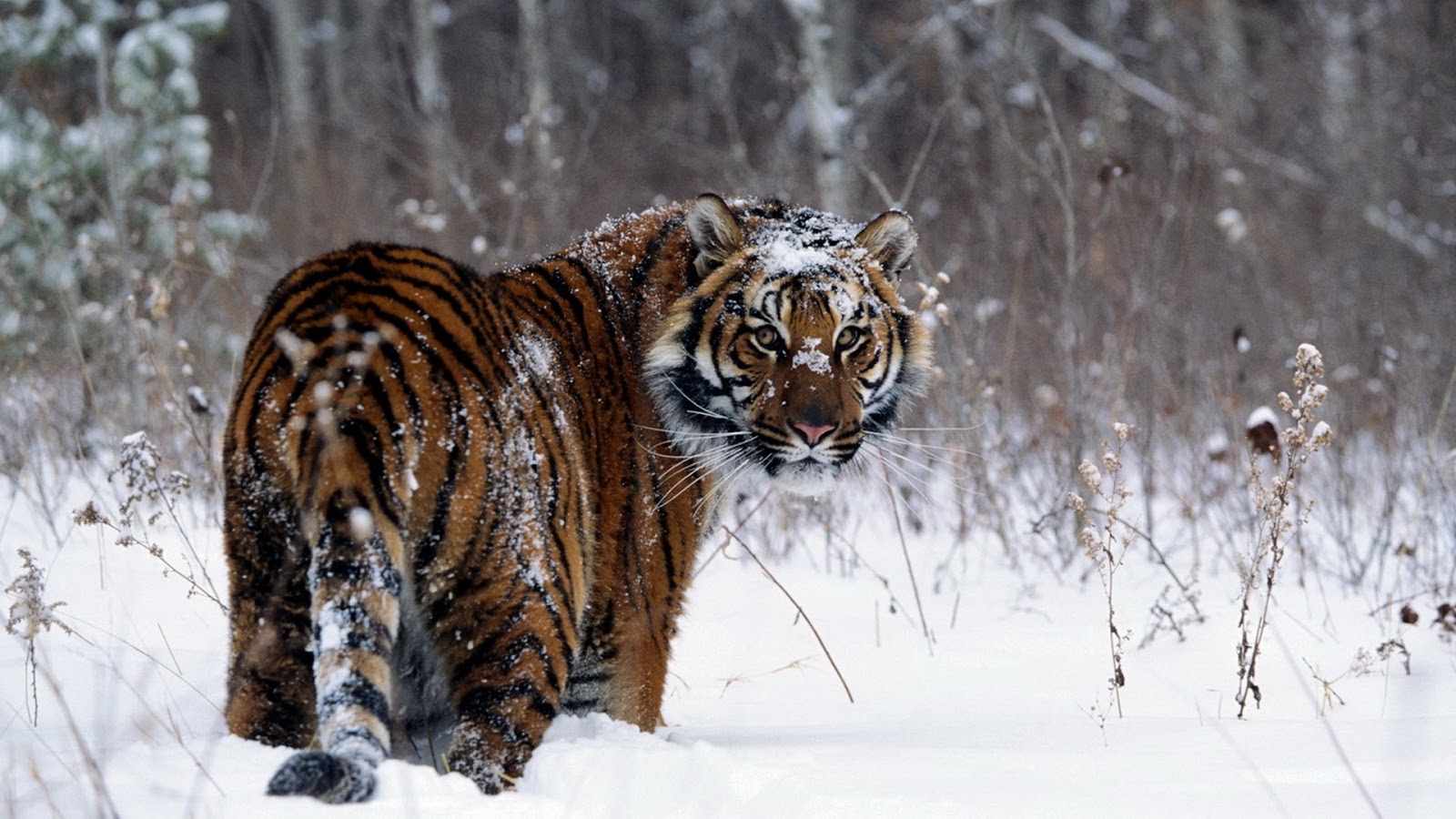 Hình ảnh con hổ đi trên tuyết