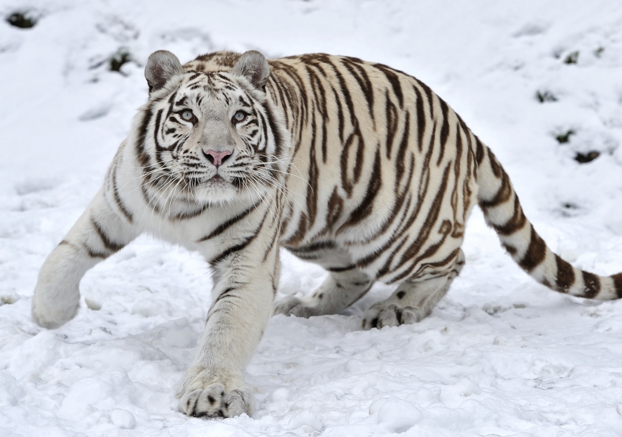 Hình ảnh con hổ và tuyết trắng