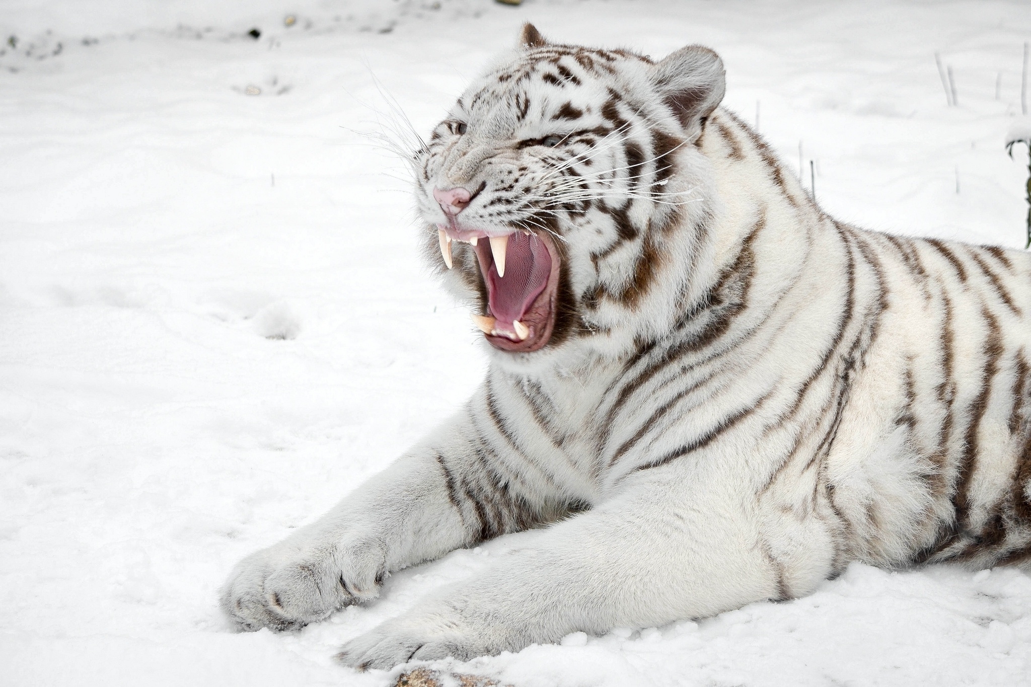 Hình ảnh con hổ với biểu cảm cute