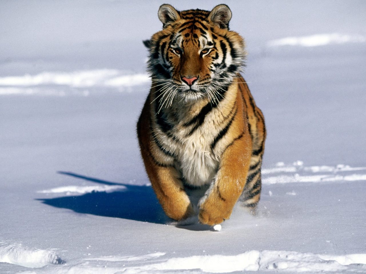 Hình ảnh đáng yêu nhất về loài hổ