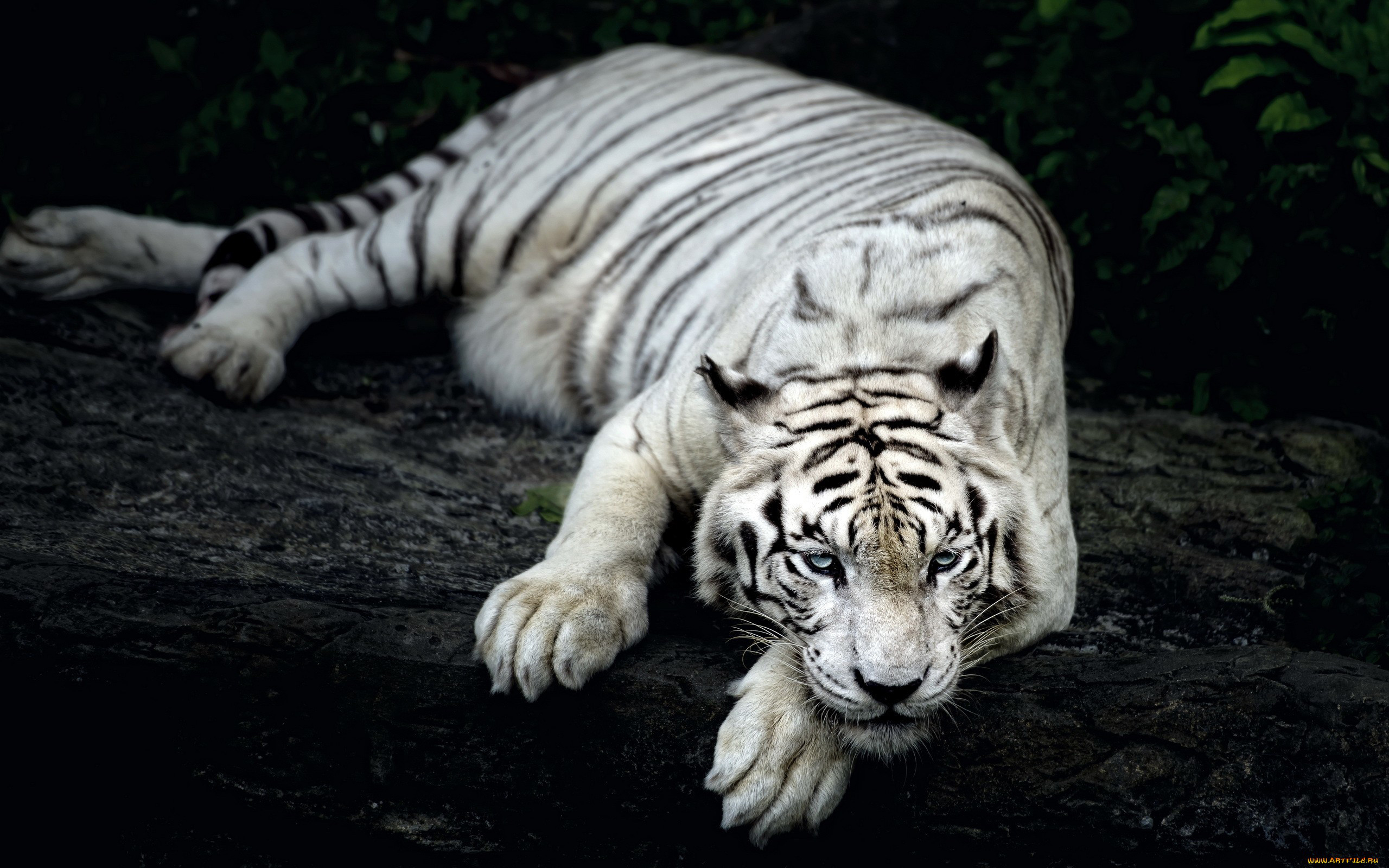 Hình ảnh đẹp nhất về loài hổ trắng