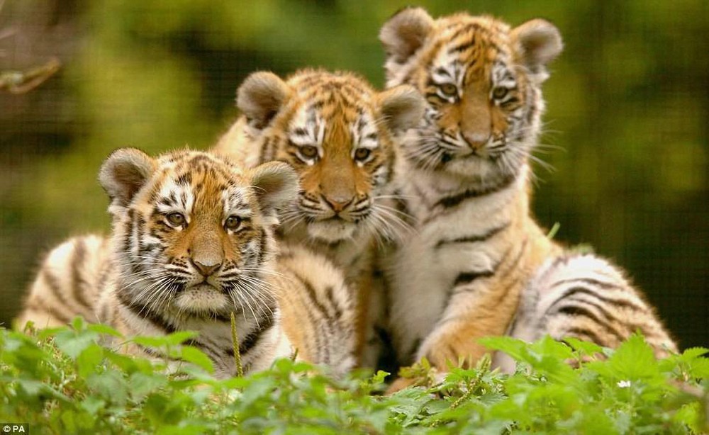 Hình ảnh gia đình nhà hổ đẹp, dễ thương