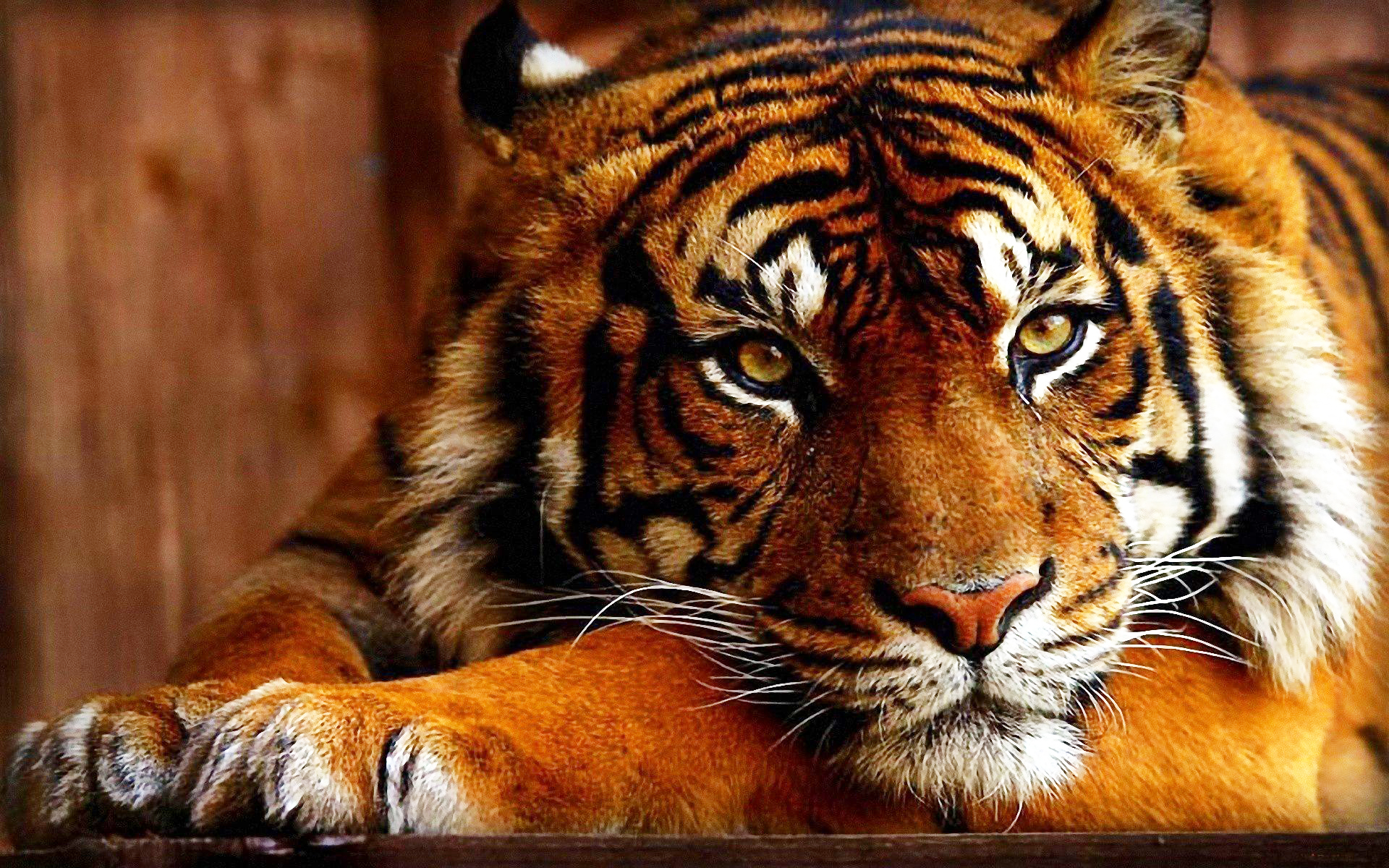 Hình ảnh đẹp nhất về loài hổ