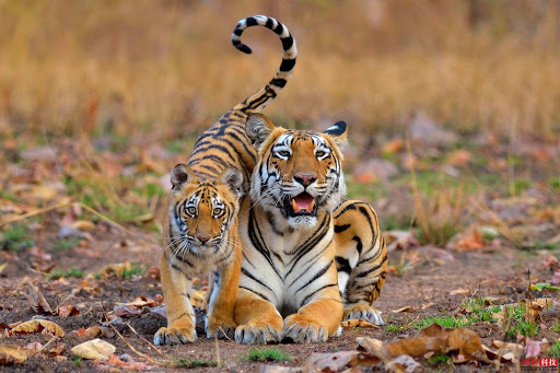 Hình ảnh hổ mẹ và hổ con
