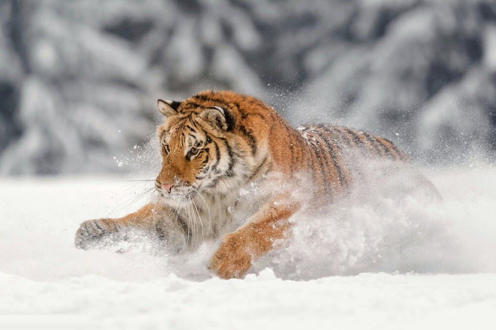 Hình ảnh hổ vằn nghịch tuyết