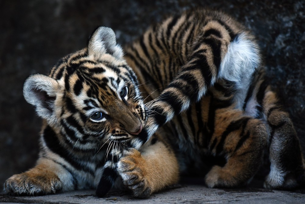 Hình ảnh những con hổ dễ thương nhất quả đất