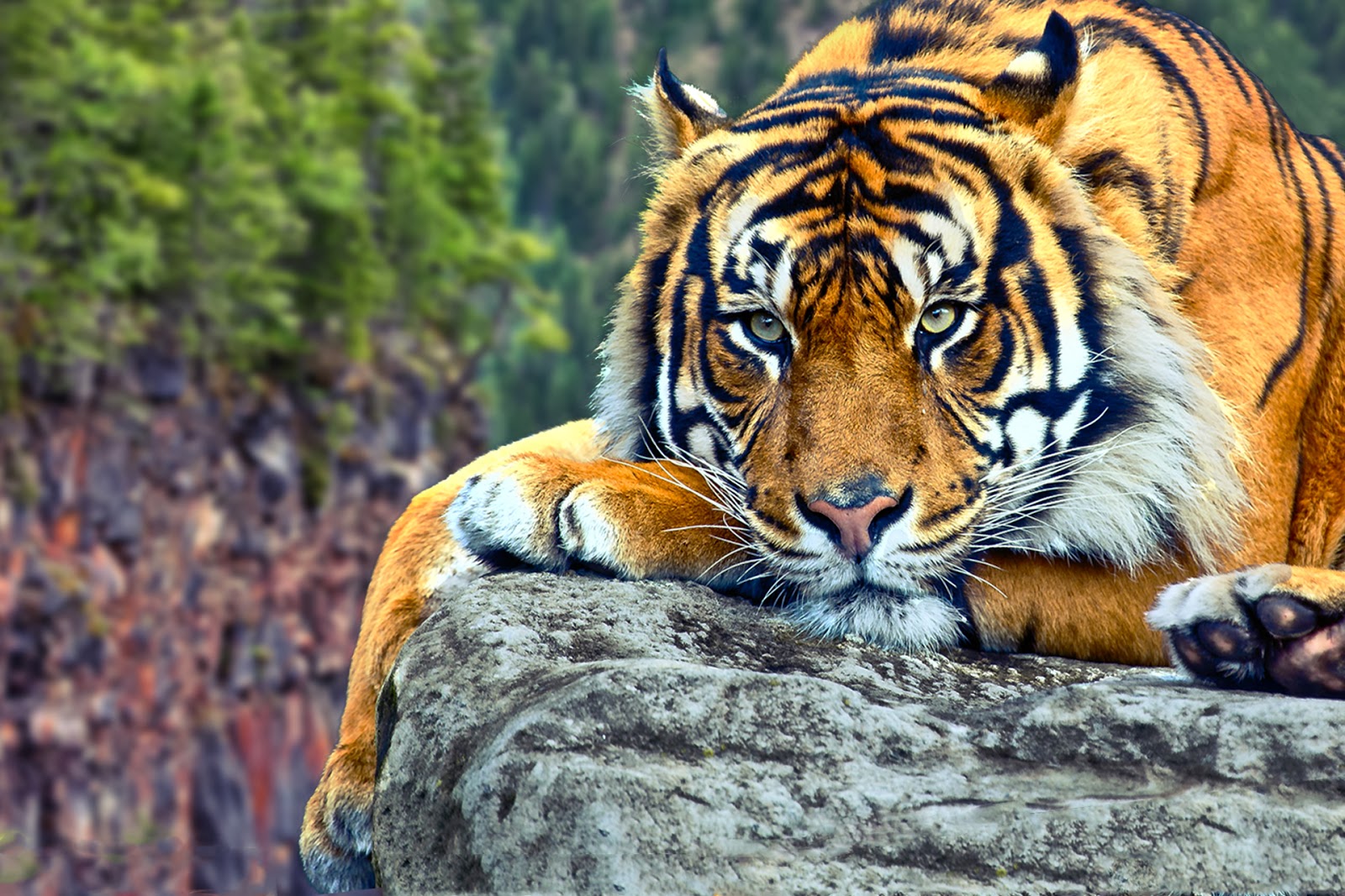 Hình ảnh những con hổ đẹp nhất