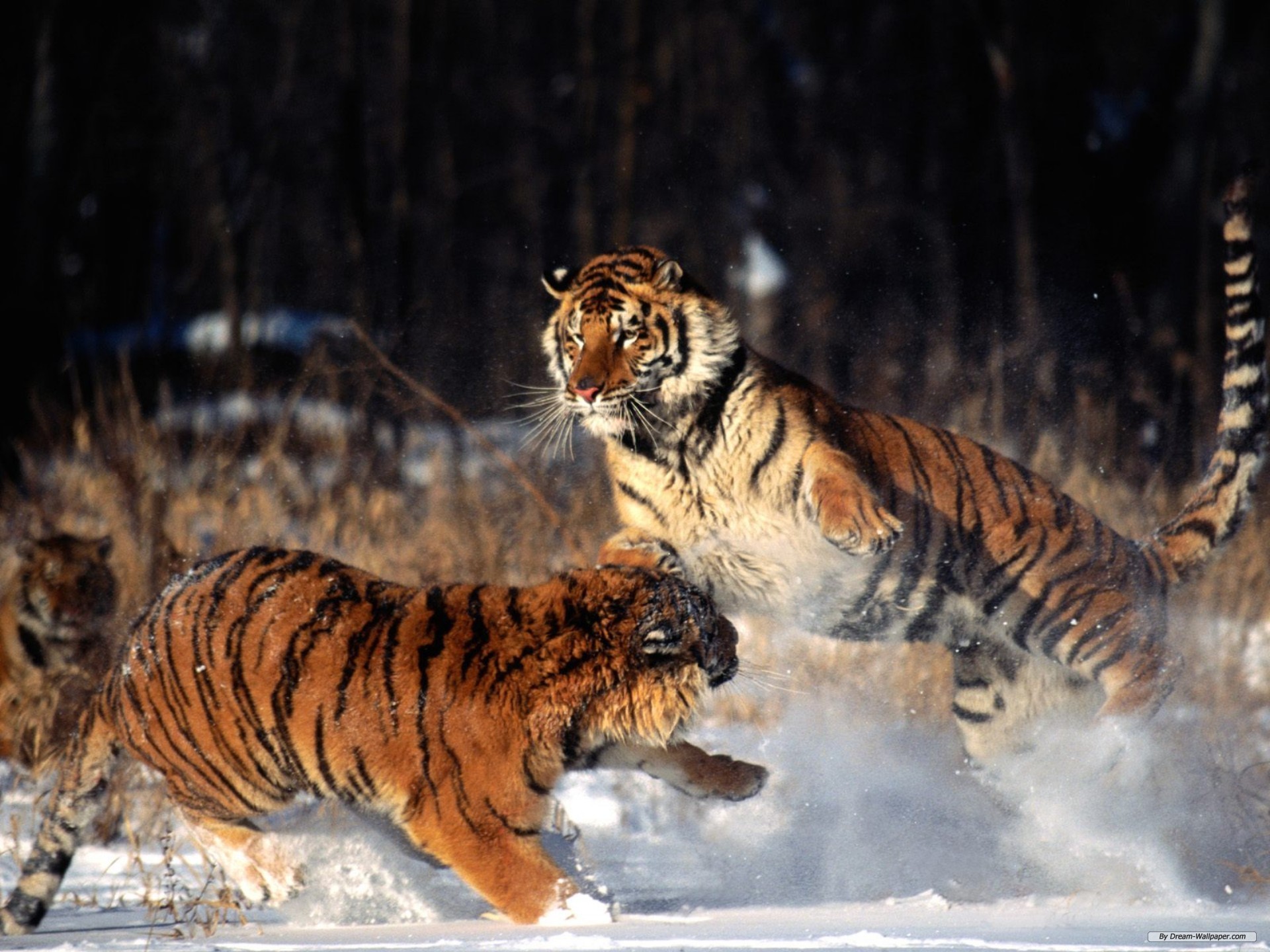 Hình ảnh những con hổ đẹp, dũng mãnh