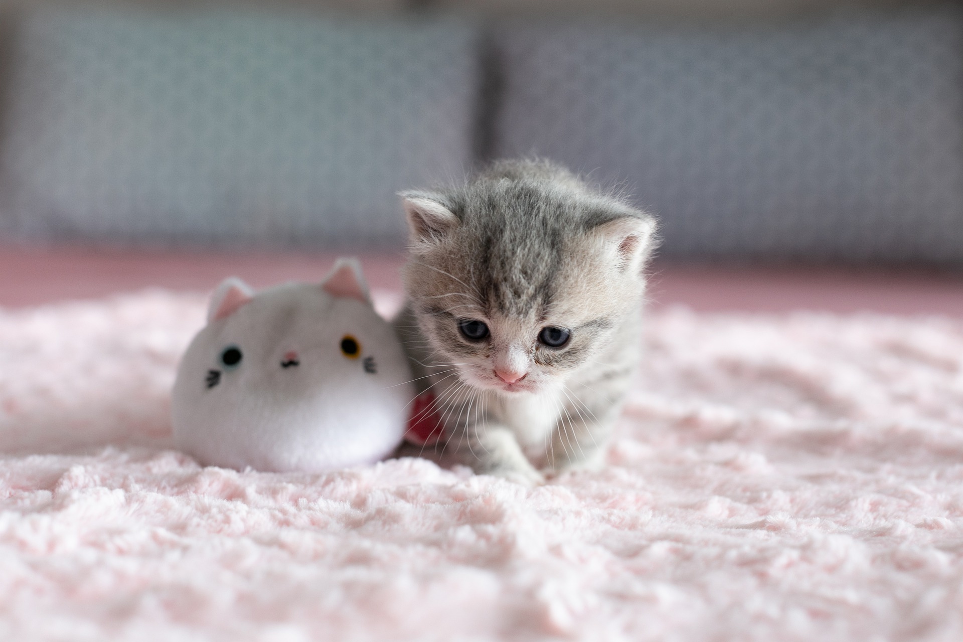 Hình ảnh mèo con cute dễ thương, đáng yêu nhất