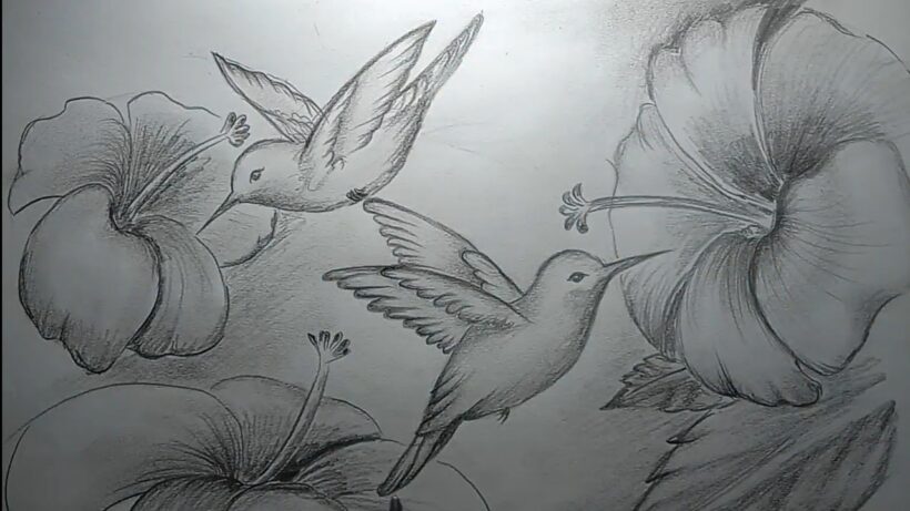 Vẽ tranh hoa và chim bằng bút chì đẹp