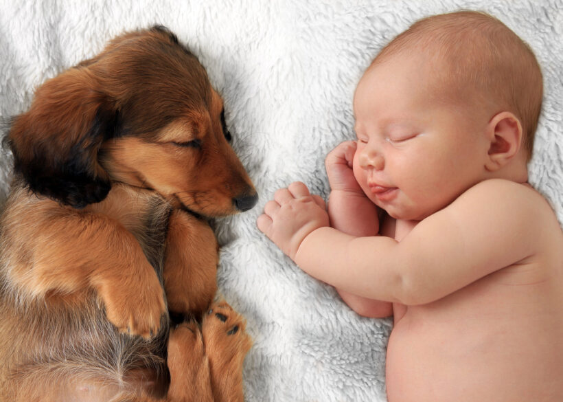 Hình ảnh baby và chó con siêu yêu