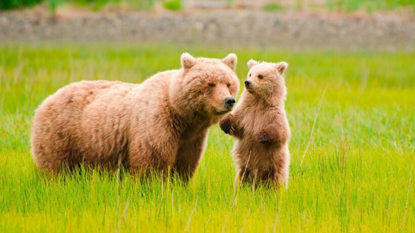 Hình nền hai mẹ con gấu