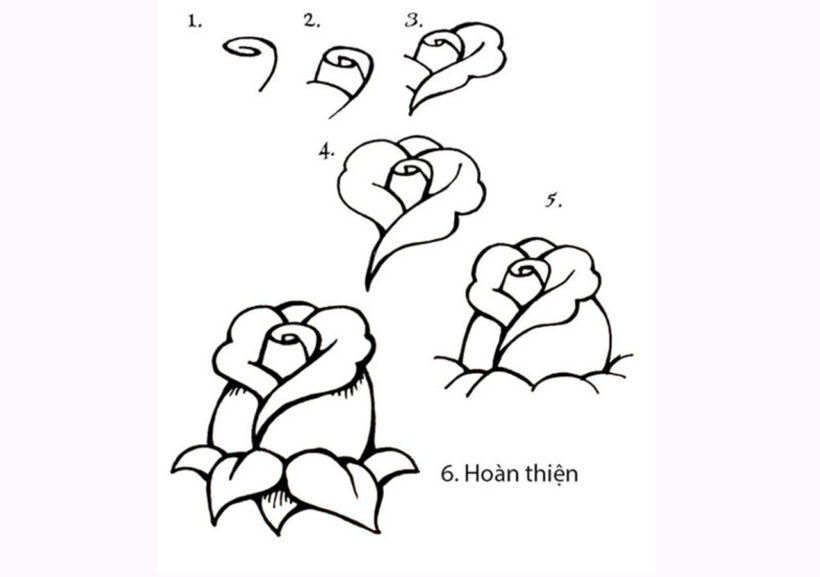 Cách vẽ hoa Hồng đẹp