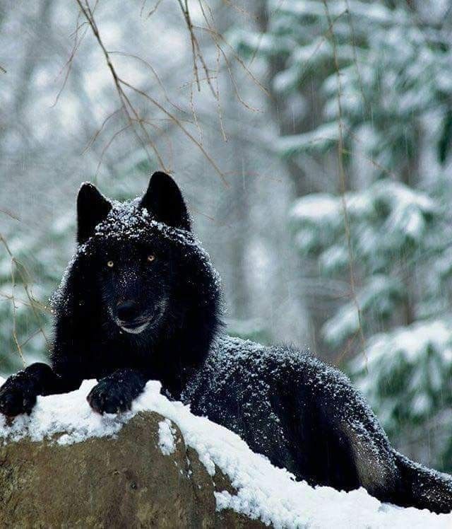 Hình ảnh chó sói đen