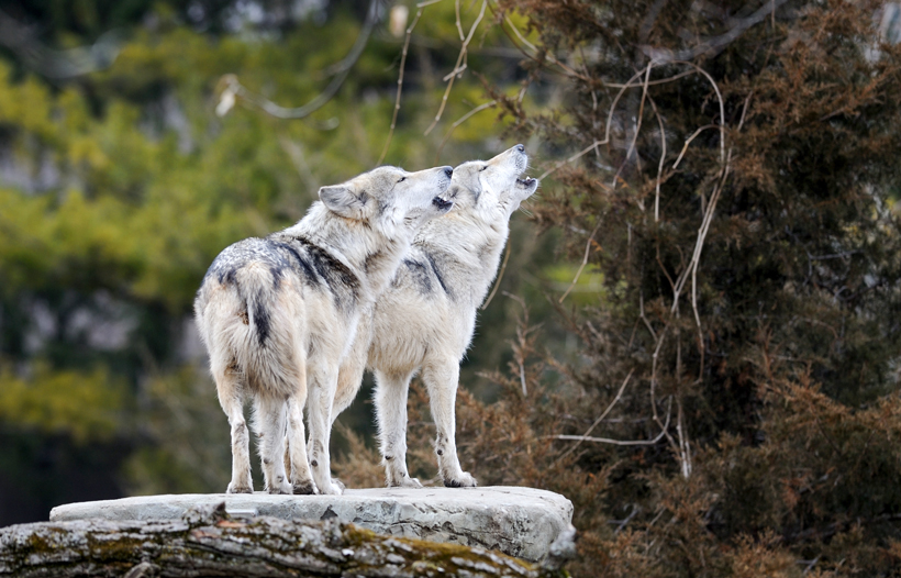 Hình ảnh đôi sói rừng