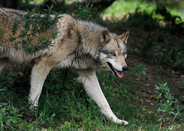 Hình ảnh loài sói