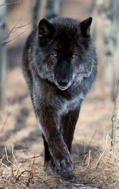 Hình ảnh sói đen ngầu