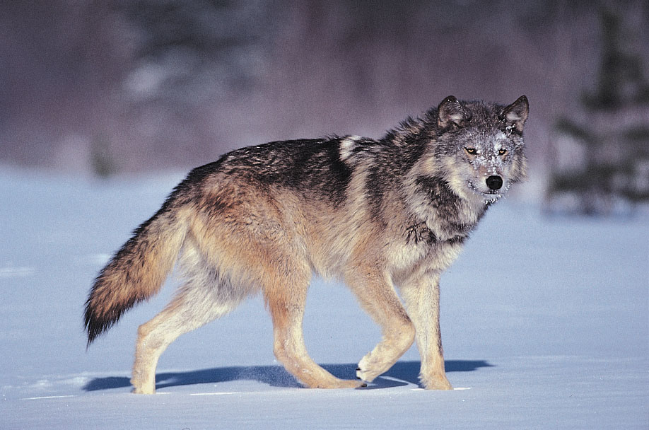 Hình ảnh sói đi săn