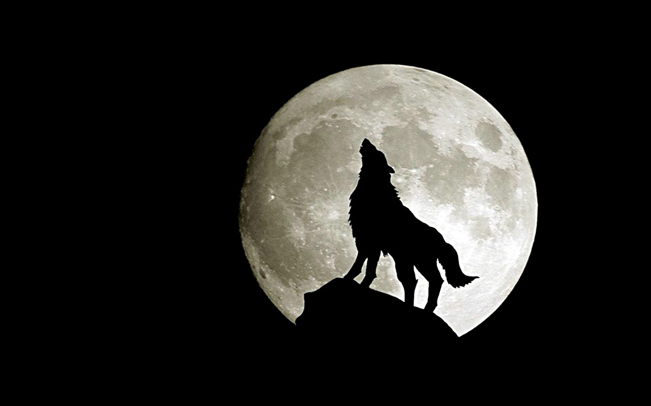 Hình ảnh sói dưới ánh trăng