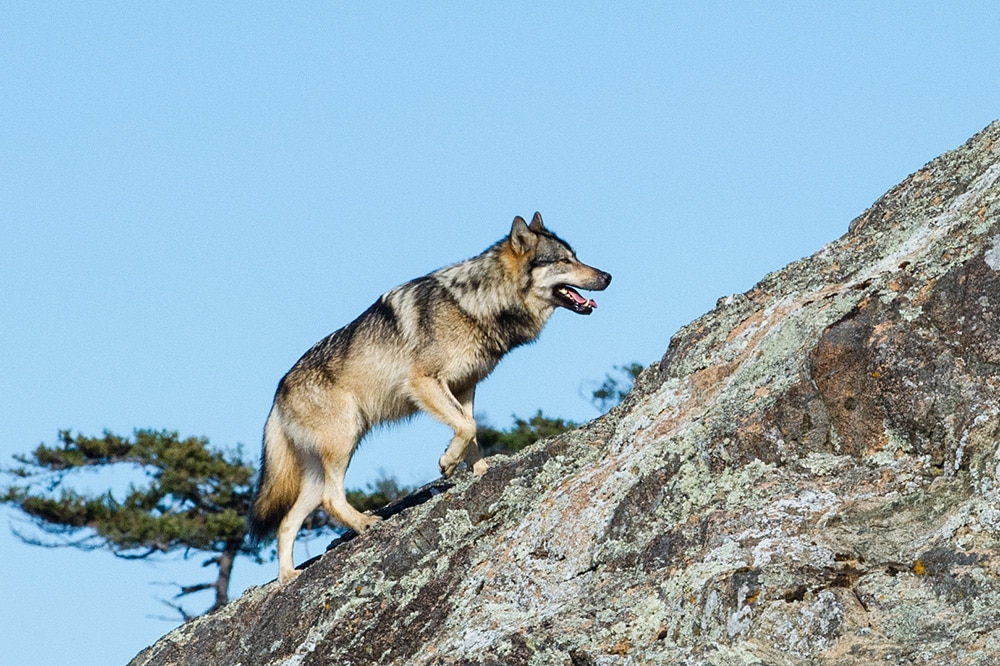 Hình ảnh sói leo núi