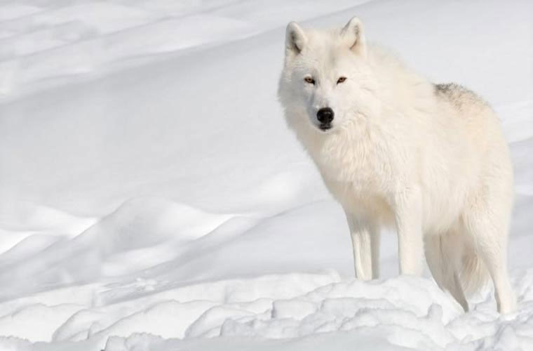 Hình ảnh sói trắng