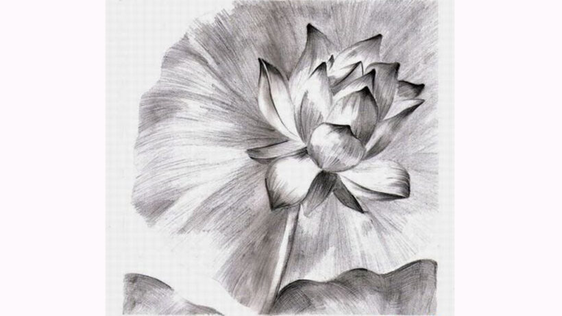 Hình vẽ bông hoa Sen bằng bút chì đẹp