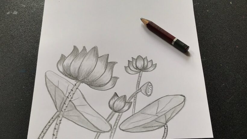 Cách vẽ hoa Sen bằng bút chì đẹp