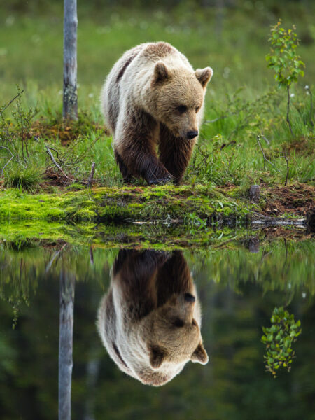Hình ảnh con gấu hình nền gấu đẹp