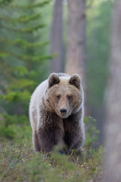 Hình ảnh con gấu hình nền gấu xám