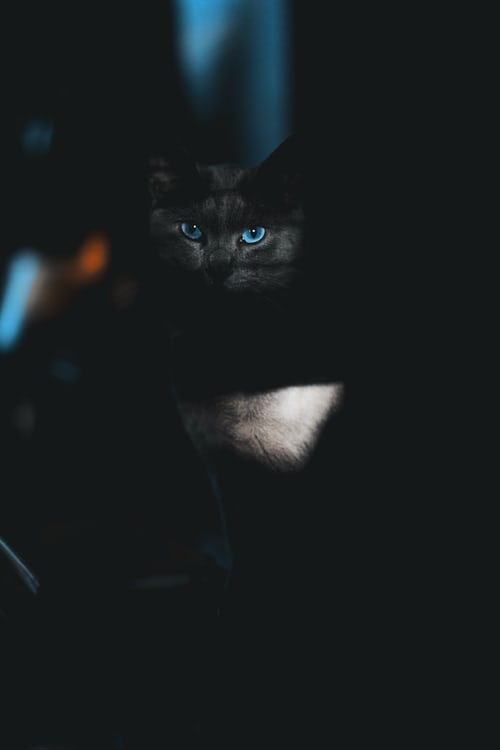 Tổng Hợp 300 ảnh Mèo đen Anime đẹp Nhất, được Tải Nhiều (26)