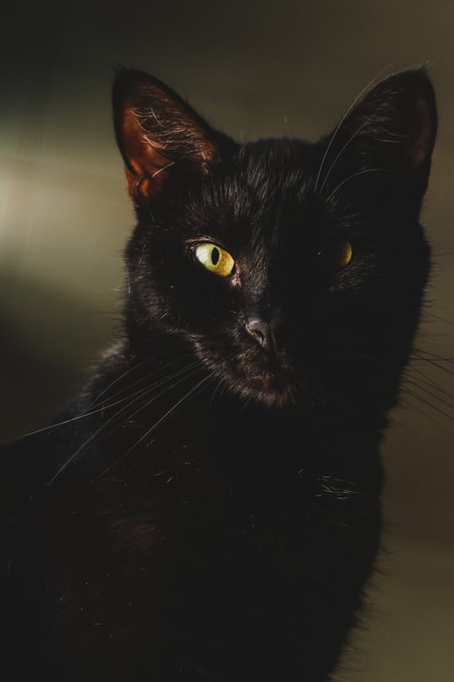 Tổng Hợp 300 ảnh Mèo đen Anime đẹp Nhất, được Tải Nhiều (27)