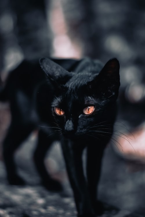 Tổng Hợp 300 ảnh Mèo đen Anime đẹp Nhất, được Tải Nhiều (28)