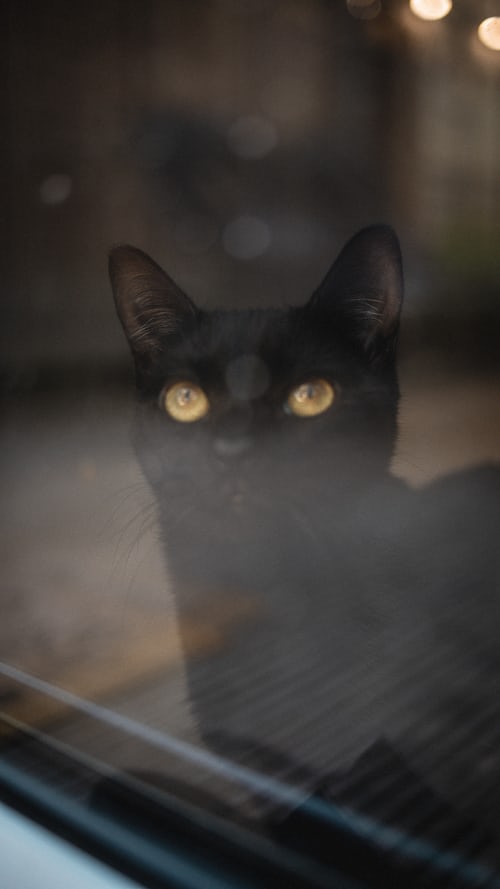 Tổng Hợp 300 ảnh Mèo đen Anime đẹp Nhất, được Tải Nhiều (29)