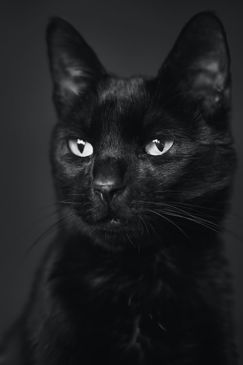 Tổng Hợp 300 ảnh Mèo đen Anime đẹp Nhất, được Tải Nhiều (30)