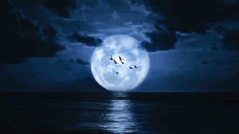 Hình ảnh mặt trăng trên biewenr và những cánh chim đang bay