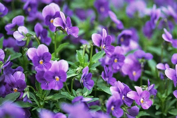 Hoa violet màu gì?