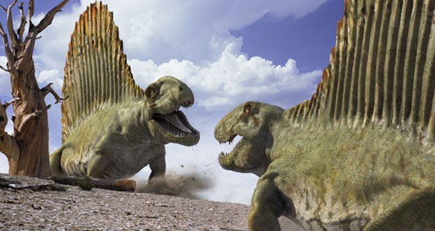 Dimetrodon là một loài bò sát thời tiền sử sống ở thời kỳ Permian khoảng 309-233 triệu năm trước đây