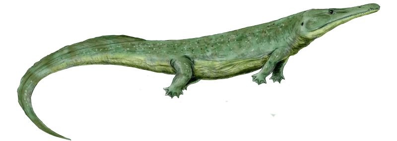 Prionosuchus là một loài động vật lưỡng cư lớn nhất từng được tìm thấy 
