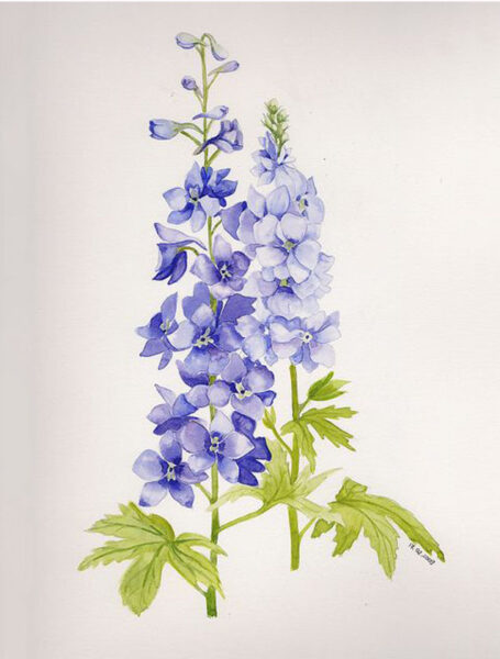 Vẽ hoa violet (xanh)