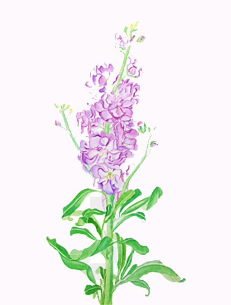 vẽ hoa violet